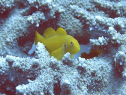 lemon coral goby by Richard Williams 